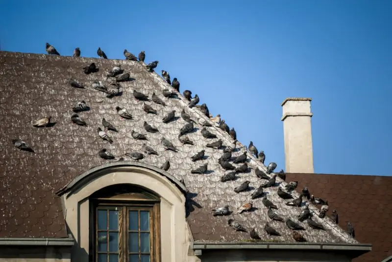 Pigeons on the roof covered with pigeon droppings Pigeon droppings on rooftop awaiting our bird guano removal services